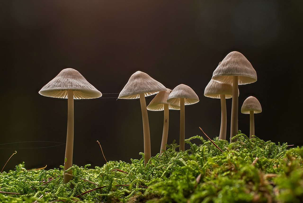 What does the future of legal consumption of magic mushrooms look like?