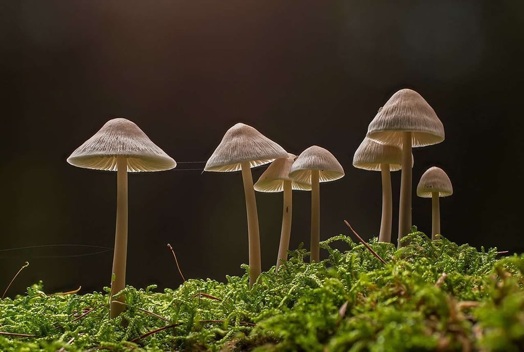 Magic Mushrooms